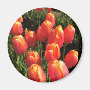Aimant Dordogne tulips, Oregon