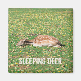 Aimant Dormir Cerf en hibernation en automne sur les prés