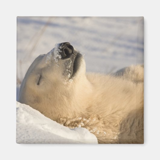 Aimant Dormition d'ours polaire (Devant)
