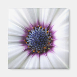 Aimant d'Osteospurmum