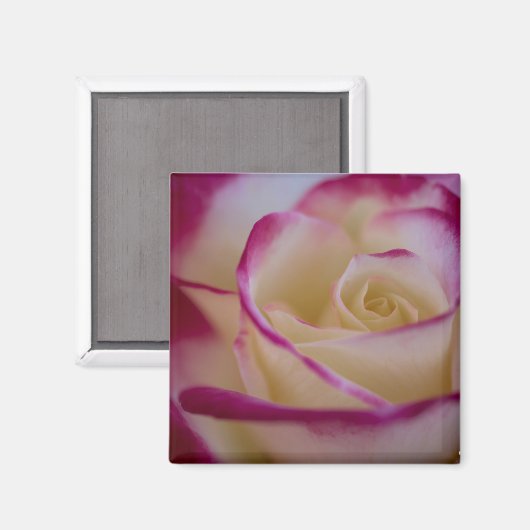 Aimant Double délice Rose magnétique (Recto/Verso)