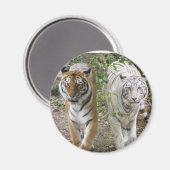 AIMANT DOUBLE PROBLÈME 2 TIGRES ORANGE/BLANC (Recto/Verso)