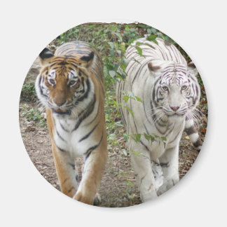 AIMANT DOUBLE PROBLÈME 2 TIGRES ORANGE/BLANC