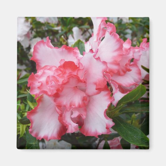 Aimant Double rouge et blanc Azaleas printemps floral (Devant)