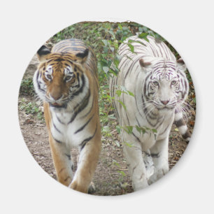 AIMANT DOUBLES TIGRES ORANGE/WHITE DU PROBLÈME 2