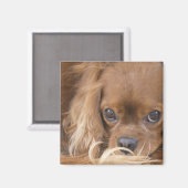 Aimant Douce Ruby Cavalier King Charles Spaniel (Recto/Verso)