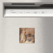 Aimant Douce Ruby Cavalier King Charles Spaniel (In Situ (Lave-vaisselle))