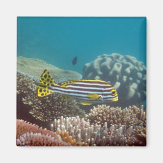 Aimant Douceur à bande diagonale (Plectorhinchus lineatus