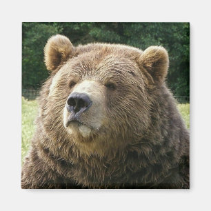 Aimant d'ours Brown
