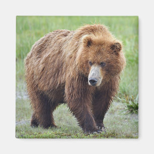 Aimant D'OURS GRIZZLY