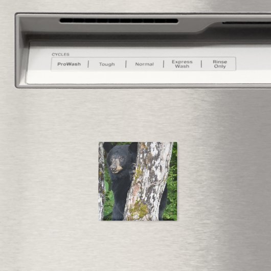 Aimant d'ours noir (In Situ (Lave-vaisselle))