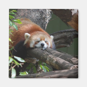 Aimant d'ours panda de sommeil