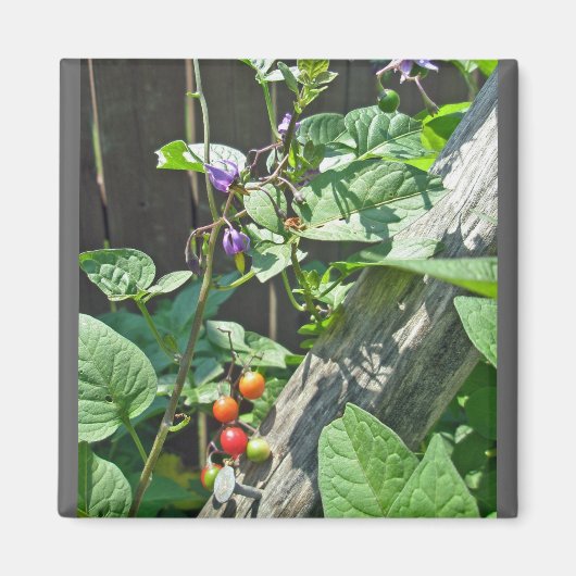Aimant doux-amer (Solanum dulcamara) (Devant)