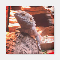 Dragon à tête