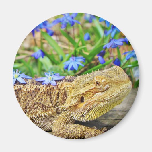 Aimant Dragon assif (Devant)