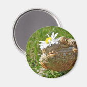 Aimant Dragon barbu (Recto/Verso)