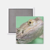 Aimant Dragon barbu 2 (Recto/Verso)