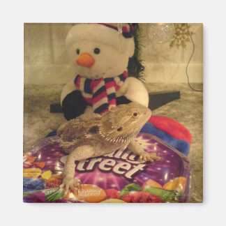 Aimant dragon barbu et bonhomme de neige