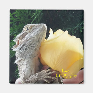 Aimant Dragon barbu et rose jaune