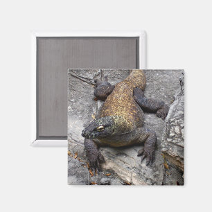 Aimant Dragon de Komodo sur pierre chaude