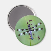 Aimant Dragon fly perched on grass (Recto/Verso)