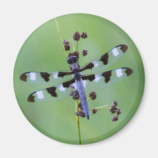 Aimant Dragon fly perched on grass (Devant)