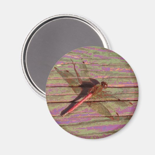 Aimant Dragonfly (Recto/Verso)