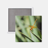 Aimant DragonFly (Recto/Verso)