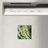 Aimant DragonFly (In Situ (Lave-vaisselle))
