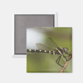 Aimant Dragonfly 5 (Recto/Verso)
