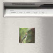 Aimant Dragonfly 5 (In Situ (Lave-vaisselle))