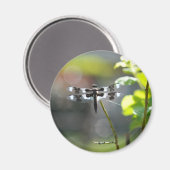 Aimant Dragonfly noir et blanc (Recto/Verso)