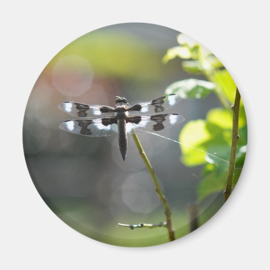 Aimant Dragonfly noir et blanc (Devant)