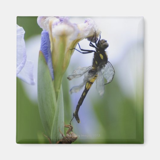 Aimant Dragonfly sur iris (Devant)