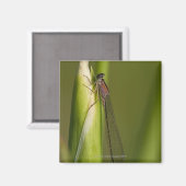 Aimant Dragonfly sur l'iris bourré (Recto/Verso)