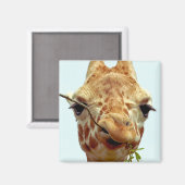 Aimant drôle bébé girafe (Recto/Verso)