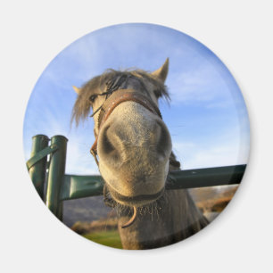 Aimant Drôle Cheval