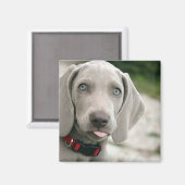 Aimant Drôle Chien Sticking Tongue Out Photo (Recto/Verso)