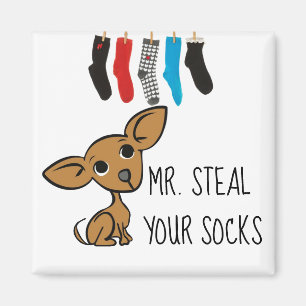 Aimant drôle de M. Steal Your Socks Chihuahua