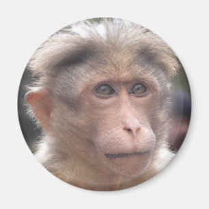 Aimant drôle de singe