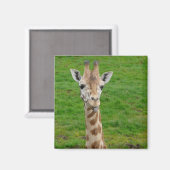 Aimant Drôle Giraffe Sticking Out Tongue! (Recto/Verso)
