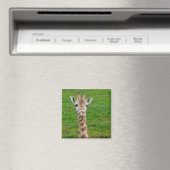 Aimant Drôle Giraffe Sticking Out Tongue! (In Situ (Lave-vaisselle))