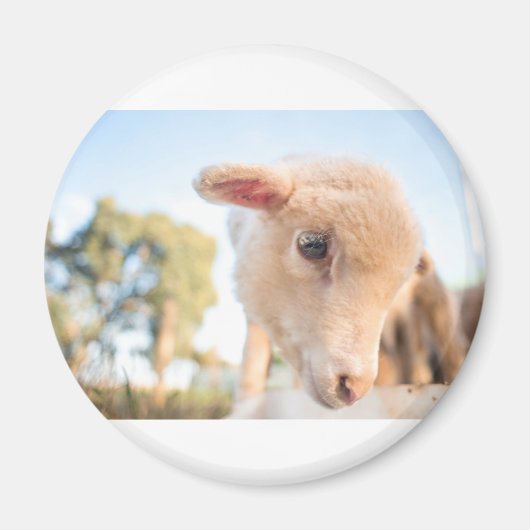 AIMANT _DSC2491 (Devant)