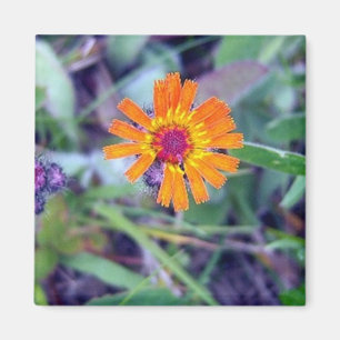 Aimant du Hawkweed orange 1