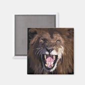 Aimant du lion d'avertissement (Recto/Verso)