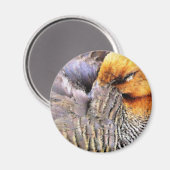 AIMANT DUCKS (Recto/Verso)