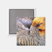 AIMANT DUCKS (Recto/Verso)