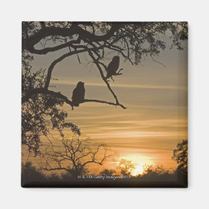 Aimant Ducs Géants (lacteus de Bubo) silhouettés à