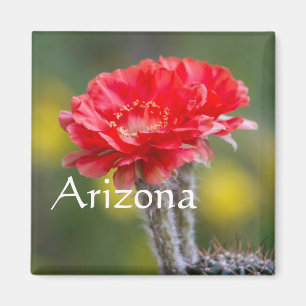 Aimant Duet de Firelight fleur de cactus, Arizona
