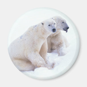 Aimant Duo d'ours blanc